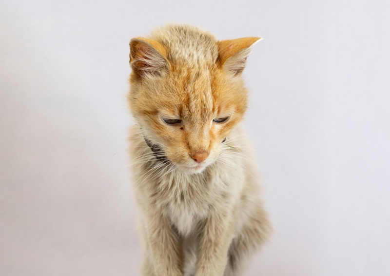 skiny old cat looking down