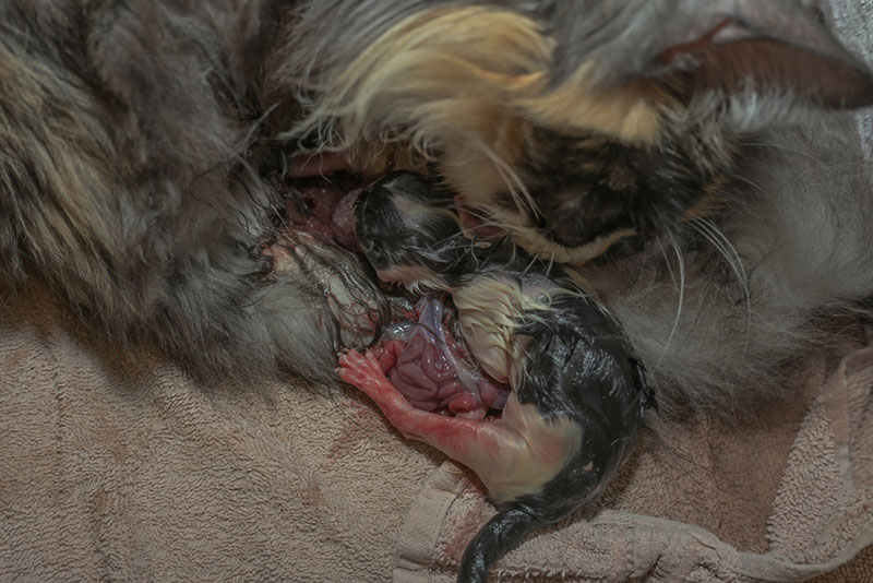 stillbirth of a cat