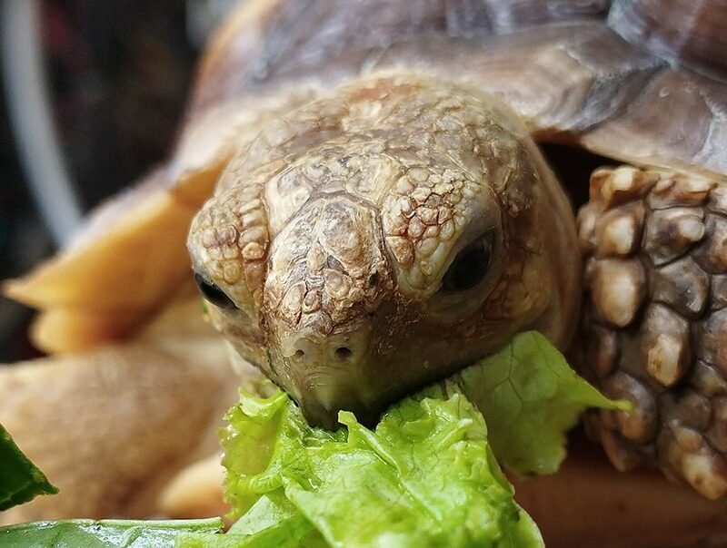 Sulcata tortoise eating lettuce