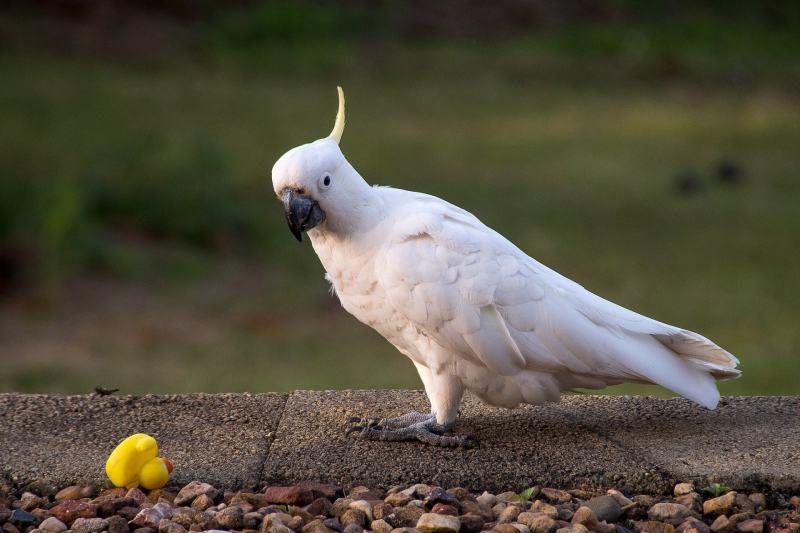 Sulphur Crested Cockatoo with toy