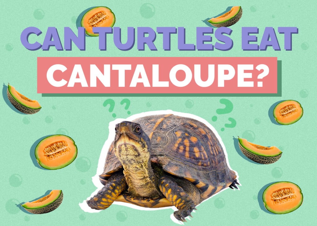 turtle-cantaloupe