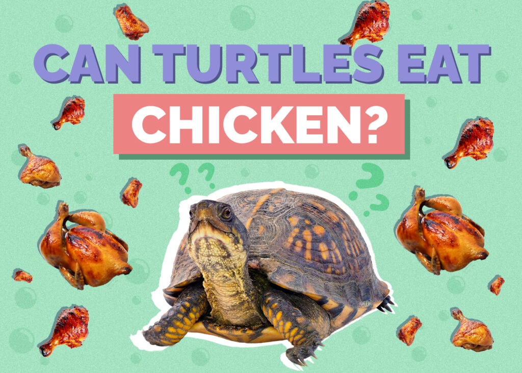 turtle-chicken