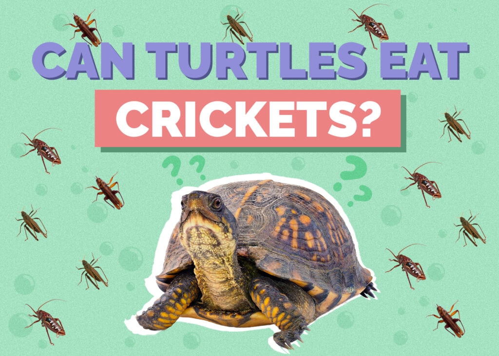 turtle-crickets