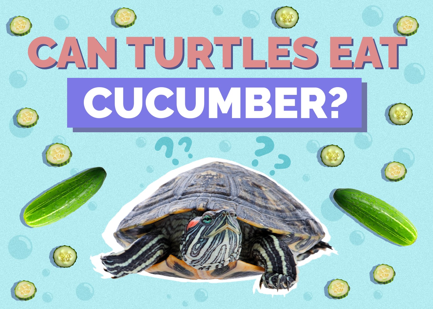 Can Turtles Eat Cucumbers