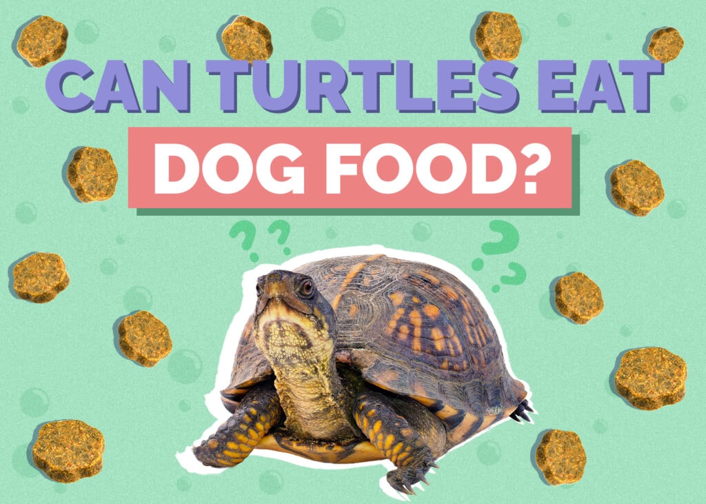 turtle-dog-food