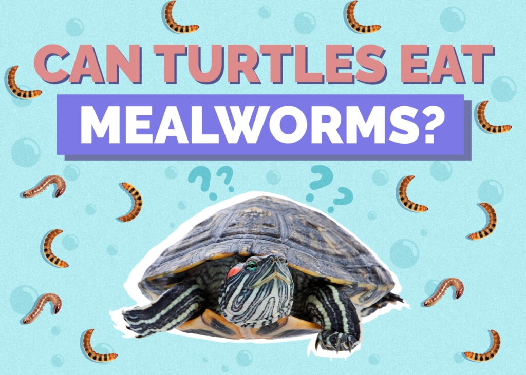 turtle-mealworms