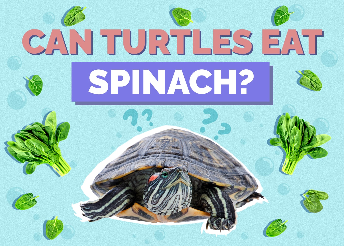 Picture of Can Turtles Eat Spinach? Nutrition Facts & FAQ | Hepper Pet Resources