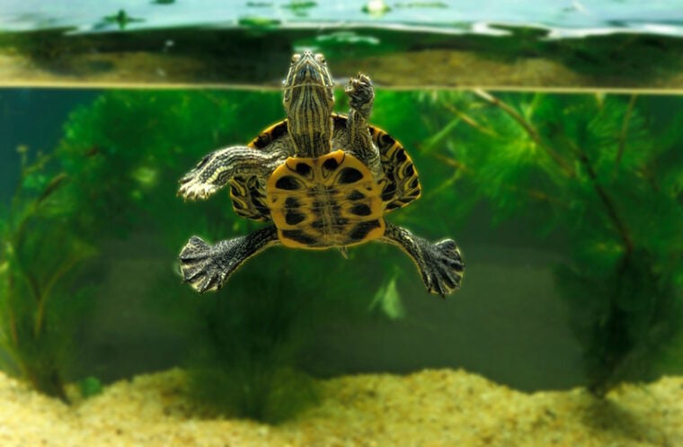 Can Turtles Live With Fish? Temperament & Vet-approved Safety Guide ...