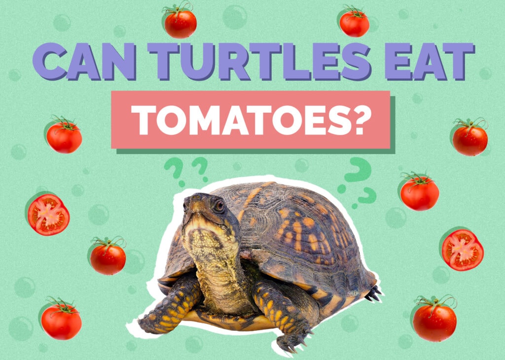 turtle-tomatoes