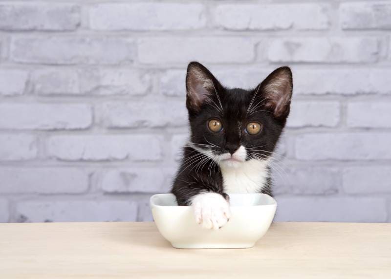 tuxedo kitten covering the white porcelain food bowl