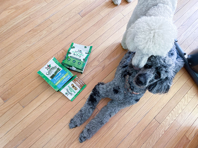 two poodle dogs and greenies dog treats