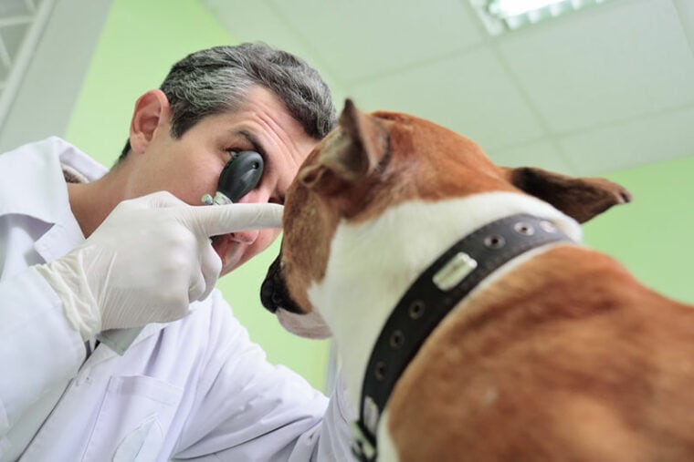 Why Are My Dog’s Eyes Red? 13 Vet Reviewed Reasons & What To Do ...