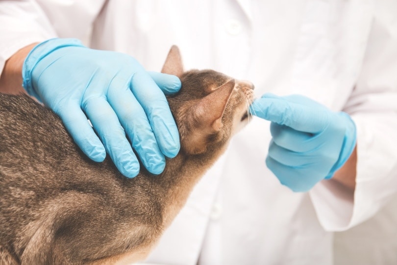 vet checking the mouth and teeth of an abyssinian cat at his clinic