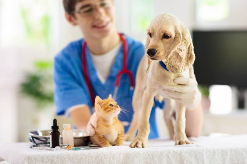vet examining cocker spaniel dog and cat