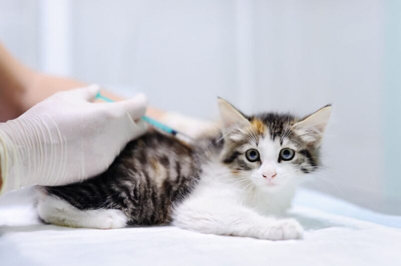 vet vaccinating a kitten at the clinic
