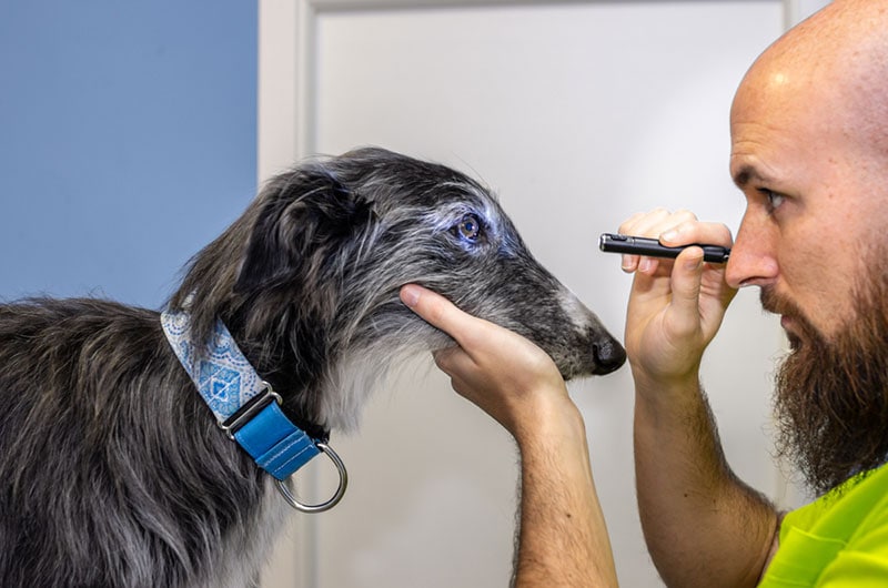 veterinarian doing an ophthalmologic scan of a greyhound dog