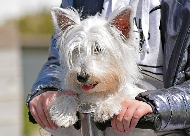 west highland white terrier dog with owner a scooter