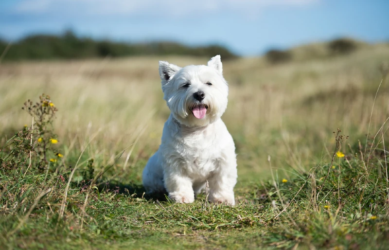 west highland white terrier dog