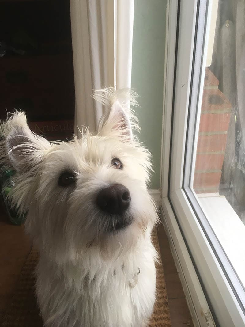 westie and corgi mix dog near the window