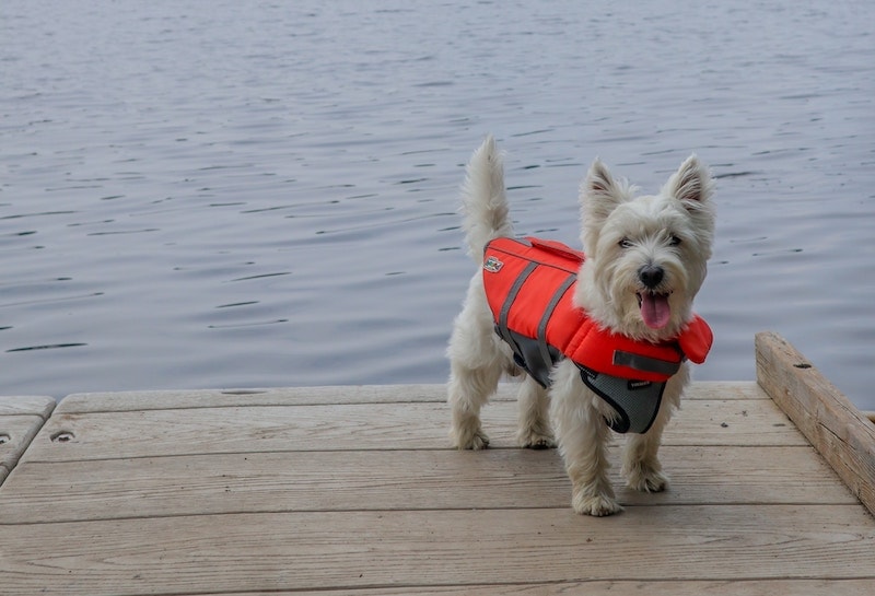 westie dog wearing life jacket on dock next to lake