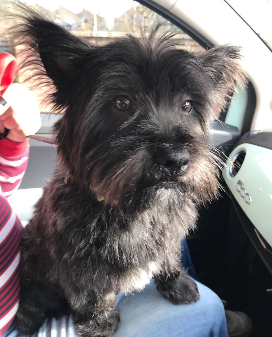 westie lhasa apso in a car