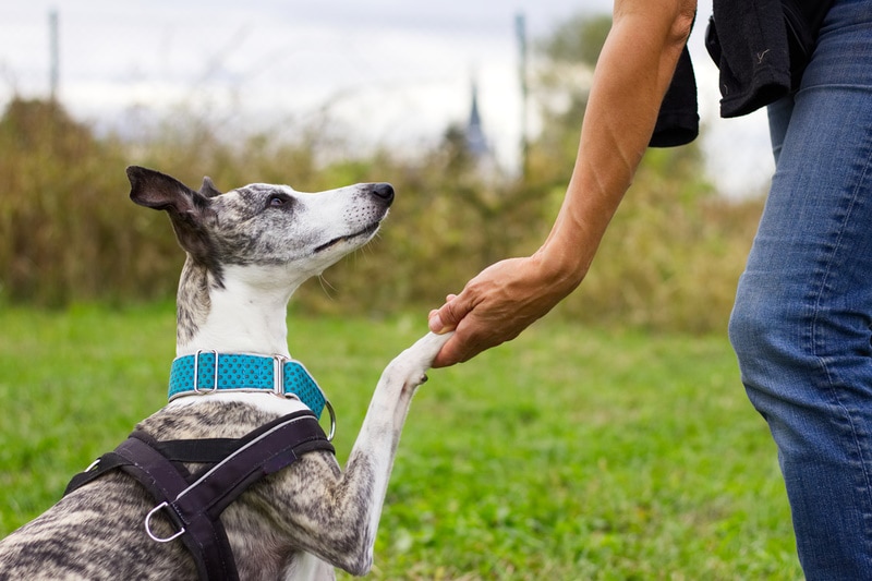 whippet dog training