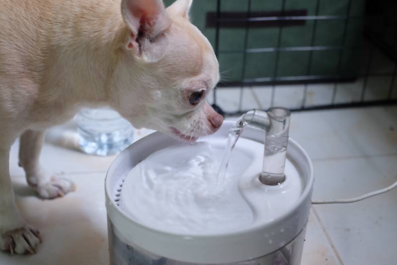 white Dog drink water in white pet drinking fountain_muslody12345_Shutterstock