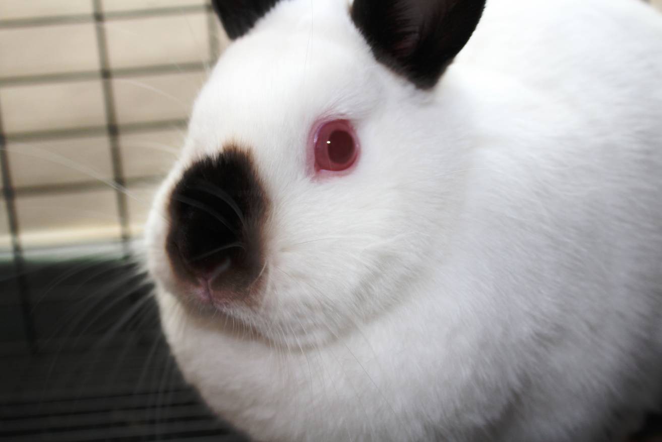 Himalayan rabbit