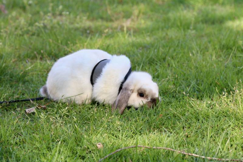 white holland lop bunny rabbit wearing a leash exploring in the grass