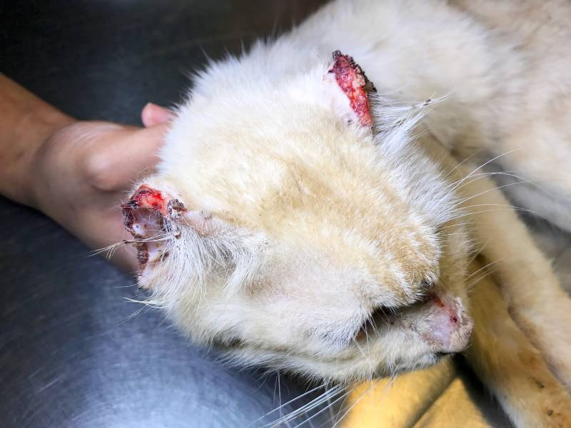 white old male feline cat with lesion of skin cancer or Cutaneous Squamous Cell Carcinoma at tip of ear