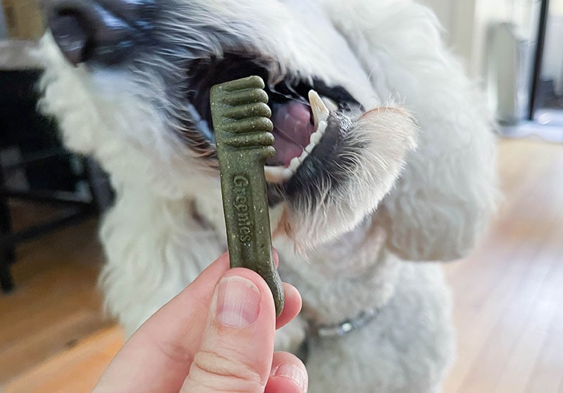 white poodle dog about to eat the greenies dental treat