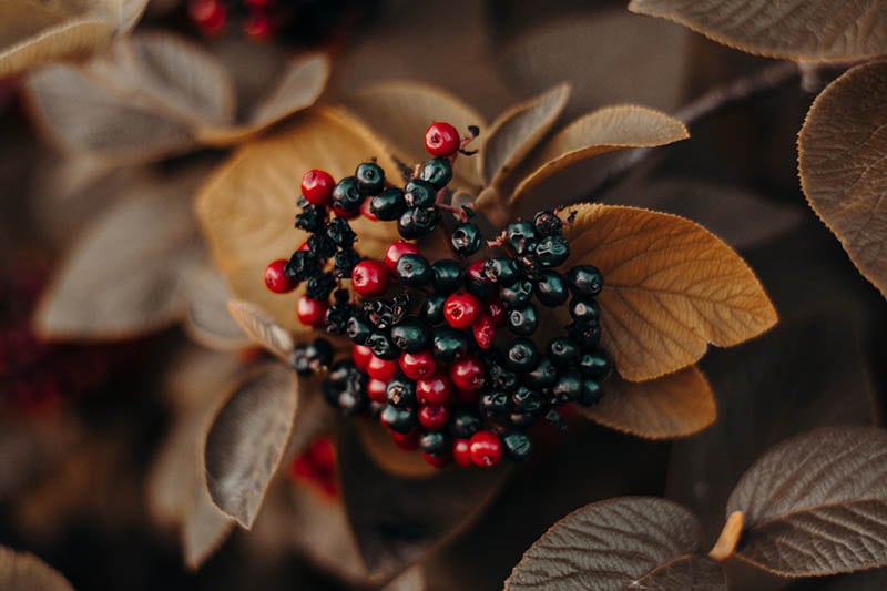 wild berries up close