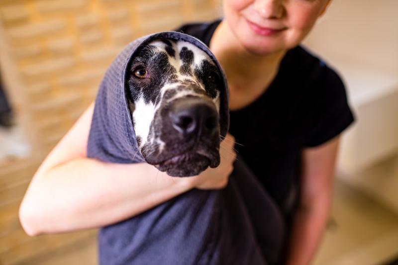 woman groomer with a Dalmatian dog wrap with a towel on the face
