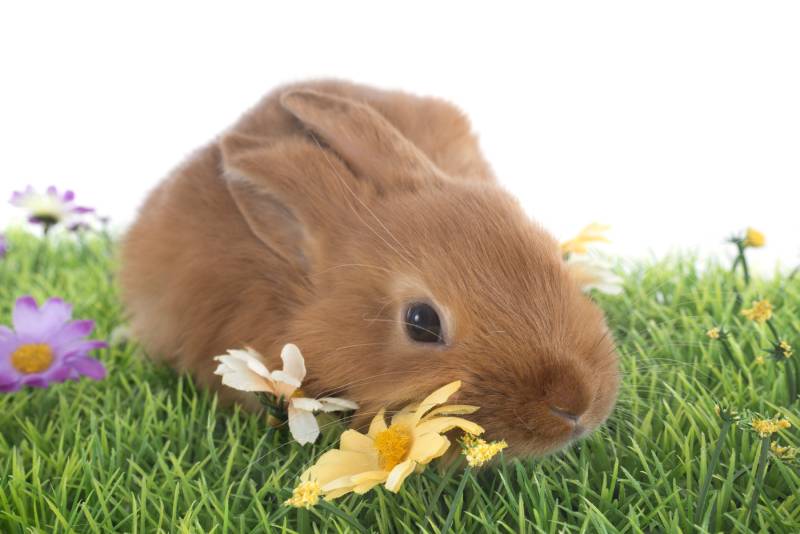 young rabbit fauve de Bourgogne on grass in front of white background