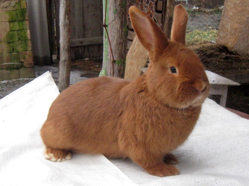 Кролик_НЗК_самчик Tharantia rabbit