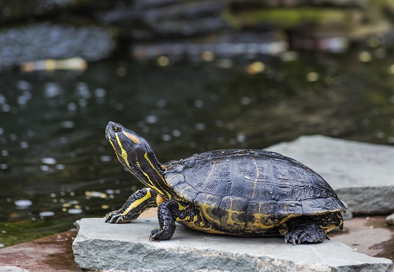 A Western Painted Turtle on a rock by a pond