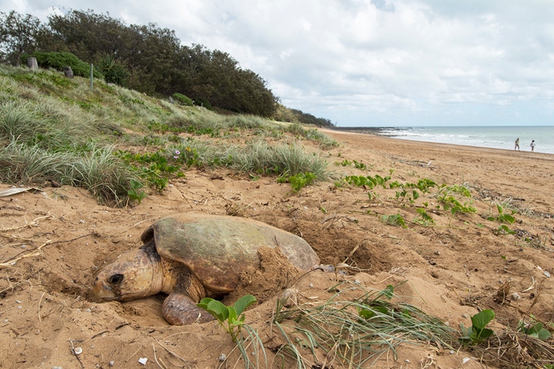 A female Loggerhead Turtle laying her eggs