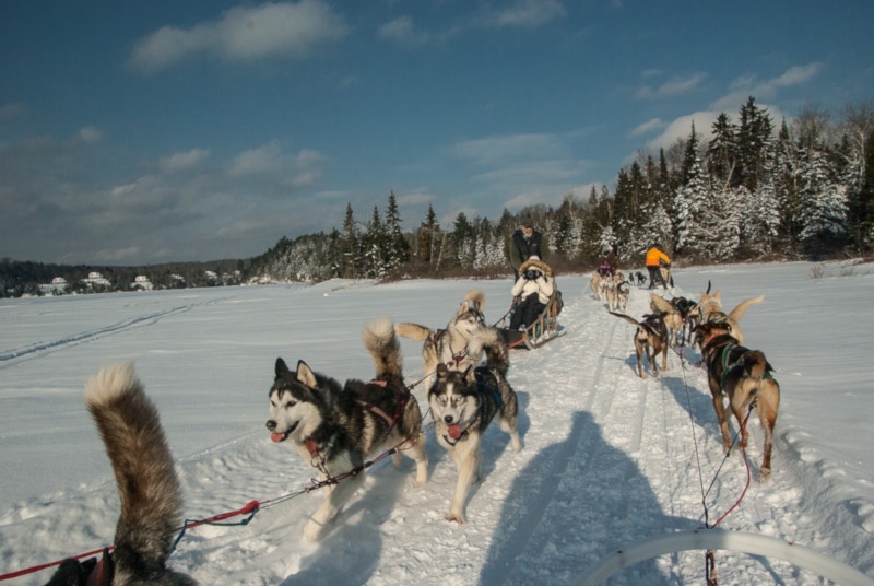 A group of sled dogs