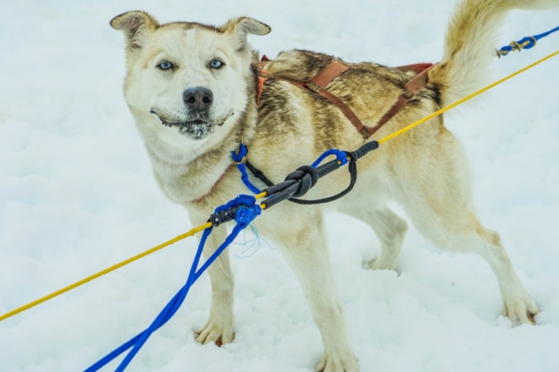 A lone sled dog with harnesses
