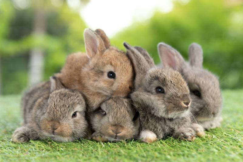 Adorable baby rabbit on green garden nature background