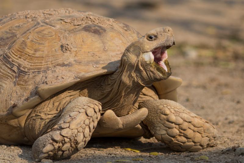 African Spurred (Sulcata) Tortoise with the mouth open