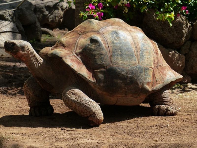 African spurred tortoise