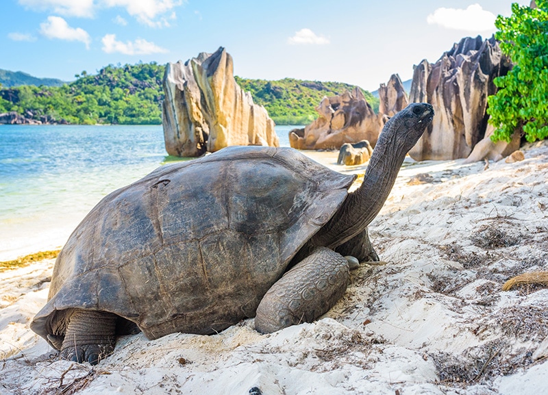 Aldabra giant tortoise in Seychelles