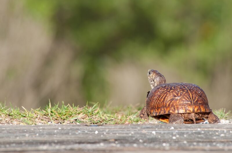 An eastern box turtle walking in the grass