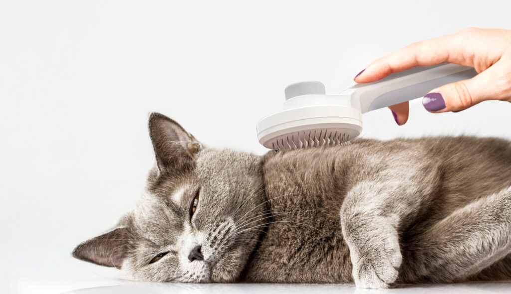 Hepper cat brush