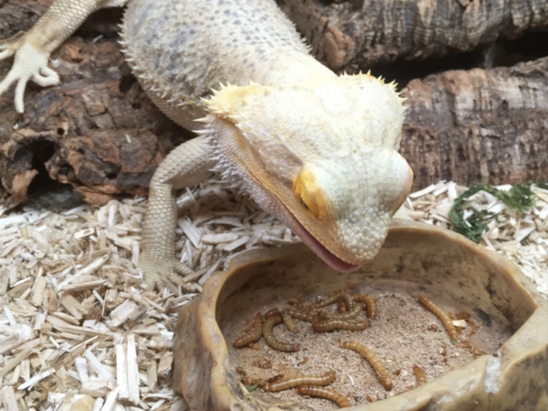 Bearded dragon eating mealworms