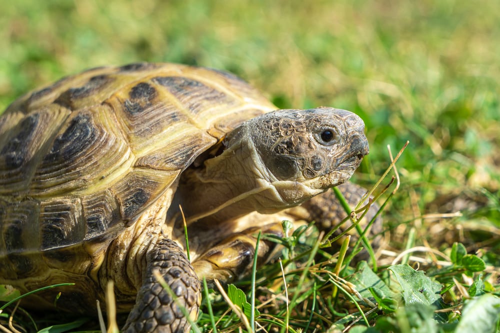 Beautiful close-up of a Russian tortoise
