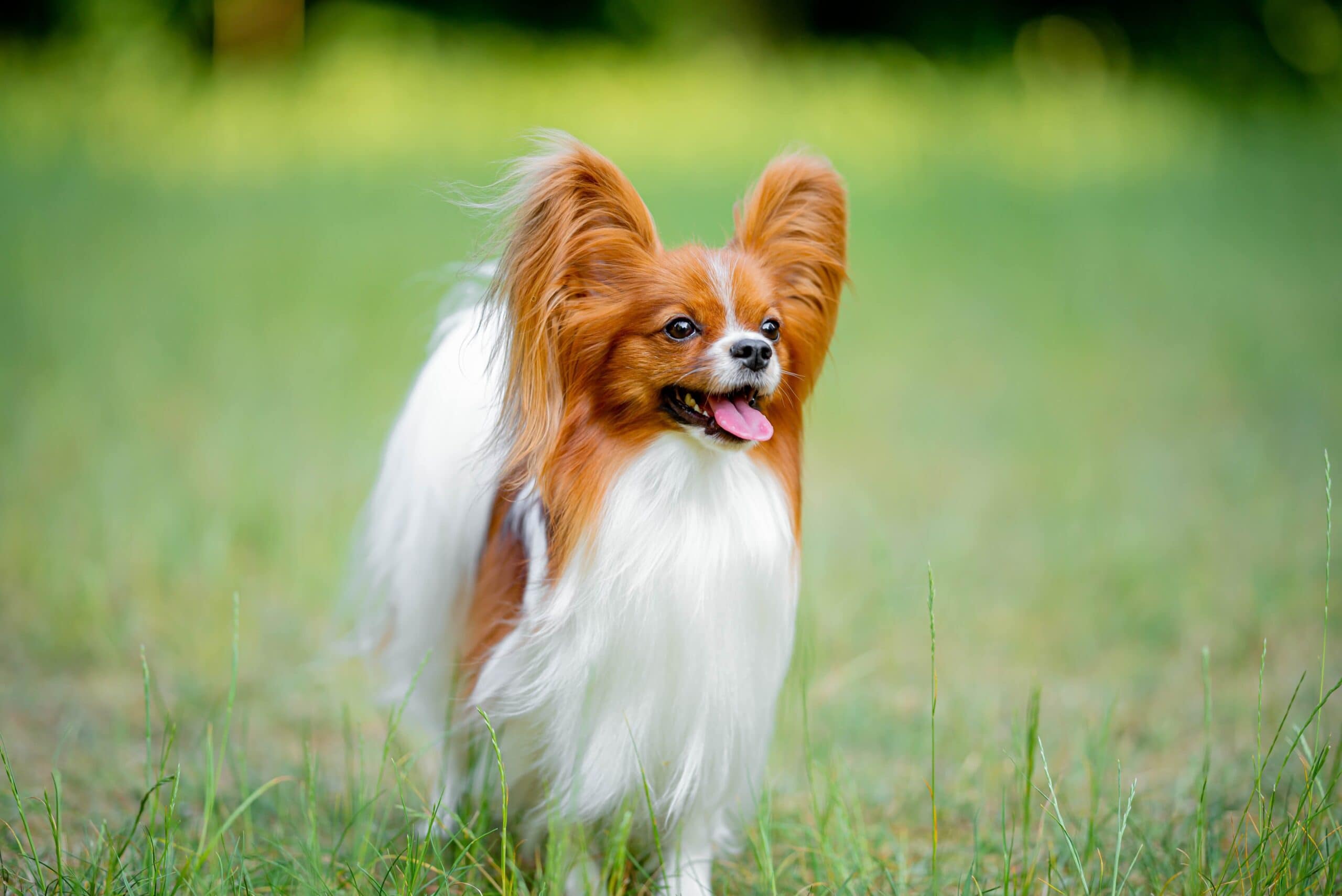 Beautiful red and white papillon portrait, blurred background on the spring grass