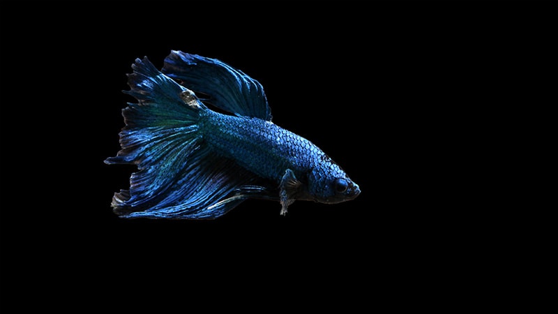 Betta fish with White spot disease