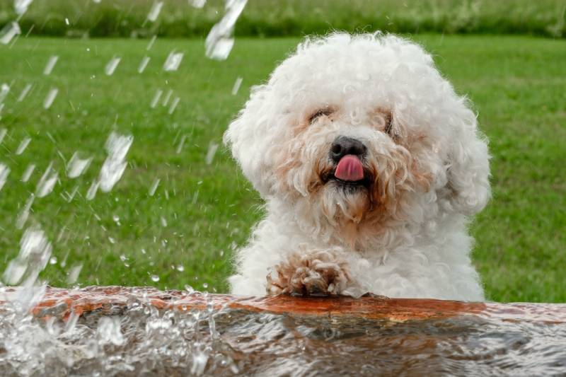 Bichon frise dog shows tongue and drinks water